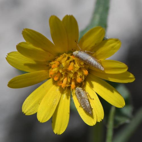 Réf. 281 425 : Deltocephalinae inconnu